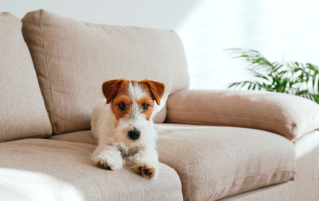 Enlever une odeur de chien sur un canapé en tissu