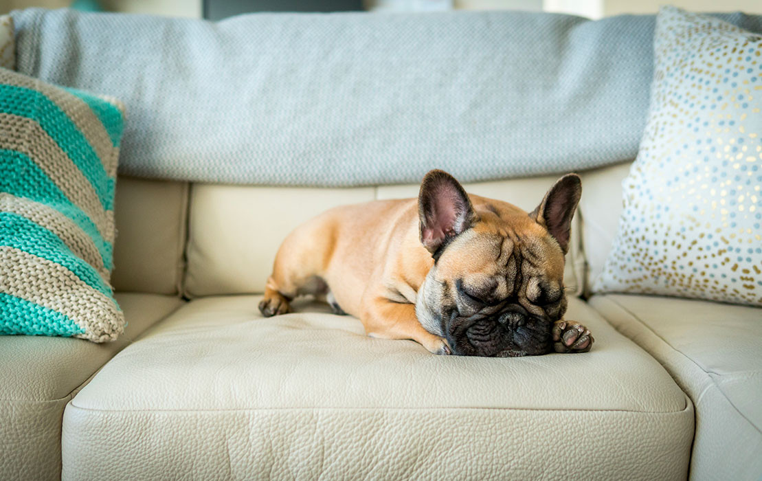 5 astuces pour empêcher votre chien de monter sur le canapé